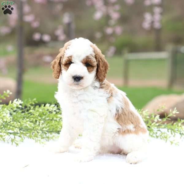 Chloe, Mini Goldendoodle Puppy